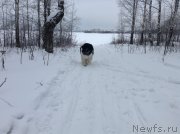 Превью фото № 143450