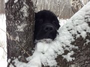 Превью фото № 143452