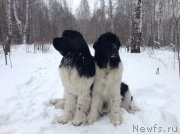 Превью фото № 143455