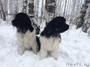 Превью фото № 143461