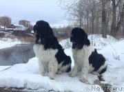 Превью фото № 143465