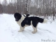 Превью фото № 143469