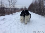 Превью фото № 143472