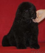 Превью фото № 143557