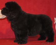 Превью фото № 143560