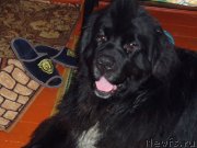 Превью фото № 143570