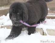 Превью фото № 143582