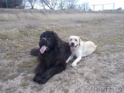 Превью фото № 143755