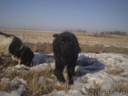 Превью фото № 143764