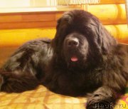 Превью фото № 143802