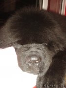 Превью фото № 143821