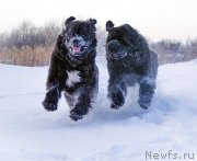 Превью фото № 143836