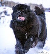 Превью фото № 143838