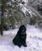 Превью фото № 143843