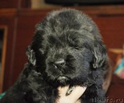 Превью фото № 143869