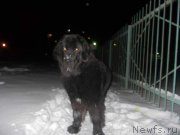 Превью фото № 144028