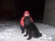 Превью фото № 144029