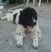 Превью фото № 144055