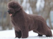 Превью фото № 144112