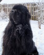 Превью фото № 144117