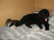 Превью фото № 144150