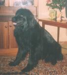 Превью фото № 14419