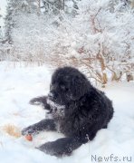 Превью фото № 144248