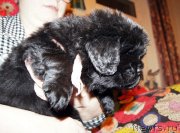 Превью фото № 144393