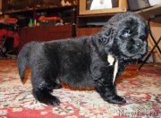 Превью фото № 144431