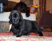 Превью фото № 144432