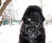 Превью фото № 144443