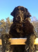 Превью фото № 144454