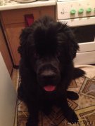 Превью фото № 144456