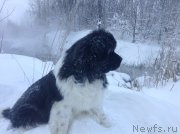 Превью фото № 144457