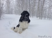 Превью фото № 144465