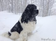 Превью фото № 144472