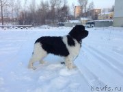 Превью фото № 144475