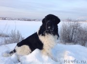 Превью фото № 144476