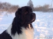 Превью фото № 144480