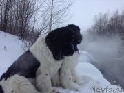 Превью фото № 144498