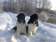 Превью фото № 144502