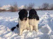 Превью фото № 144509