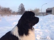 Превью фото № 144521