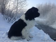 Превью фото № 144522