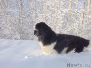 Превью фото № 144524