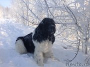 Превью фото № 144526