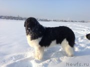 Превью фото № 144530