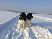 Превью фото № 144531