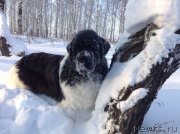 Превью фото № 144533