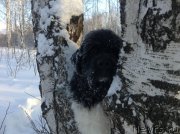 Превью фото № 144535